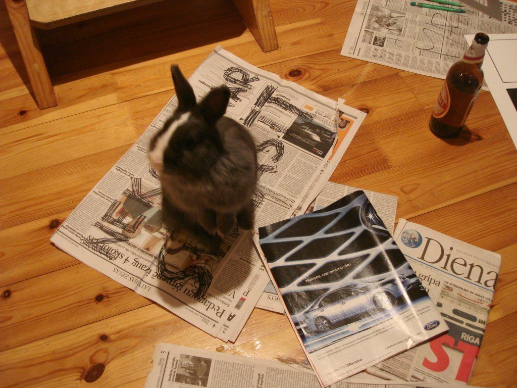 In this picture there is an animal sitting on the newspaper. There is a bottle and a magazine....