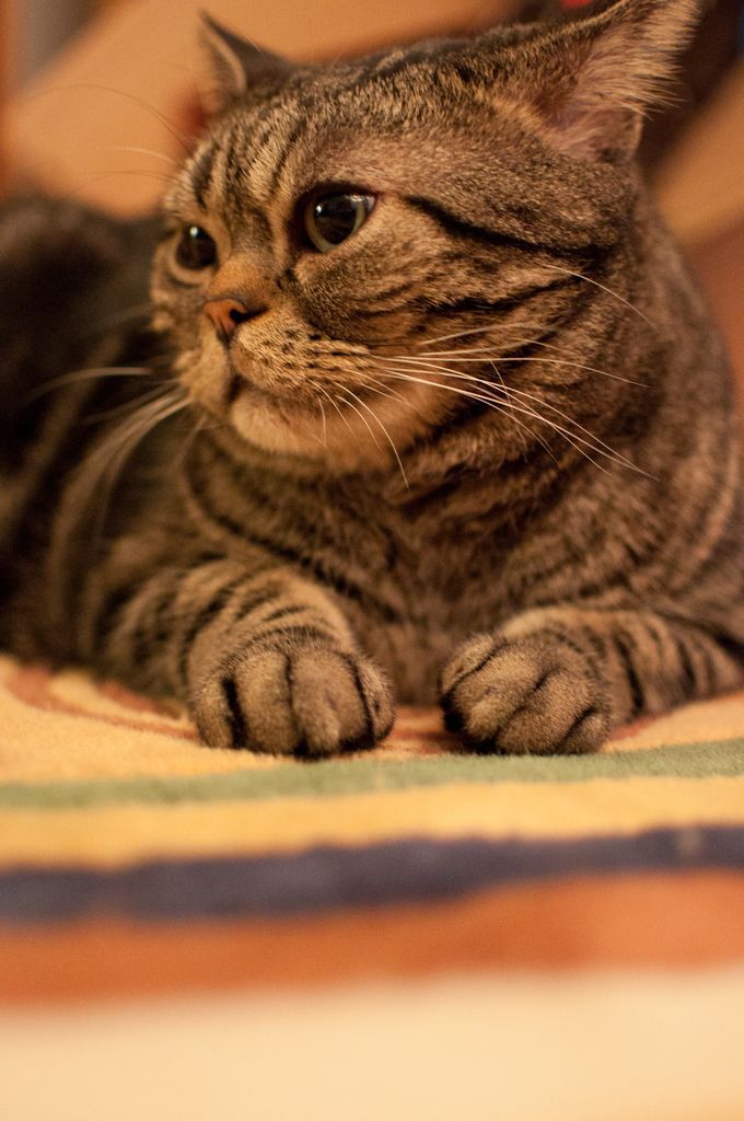 In this image there is a cat.