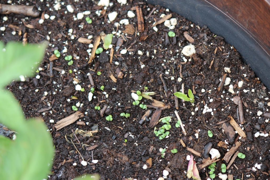 In this image, I can see soil with the tiny particles. In the bottom left corner of the image,...