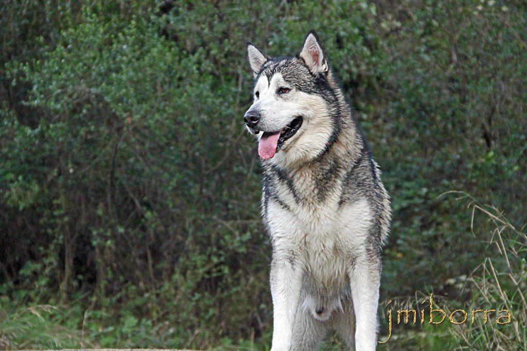 In this image I can see a wolf in the foreground, trees and plants in the background of the image....