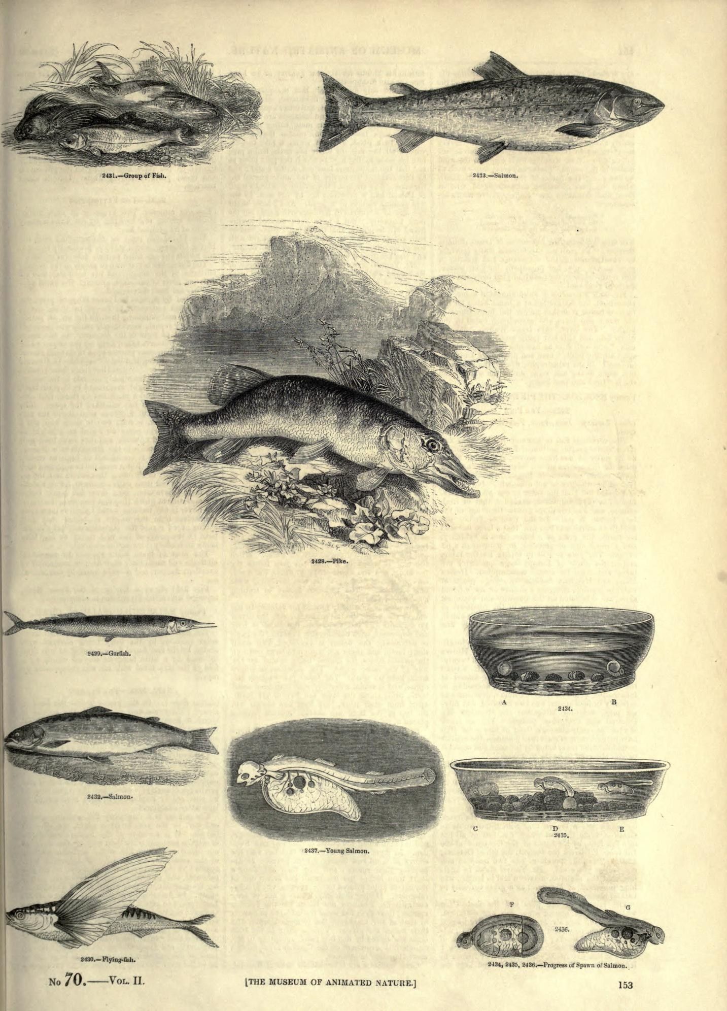The image shows an open book with a variety of fish and other aquatic animals depicted on it. The...