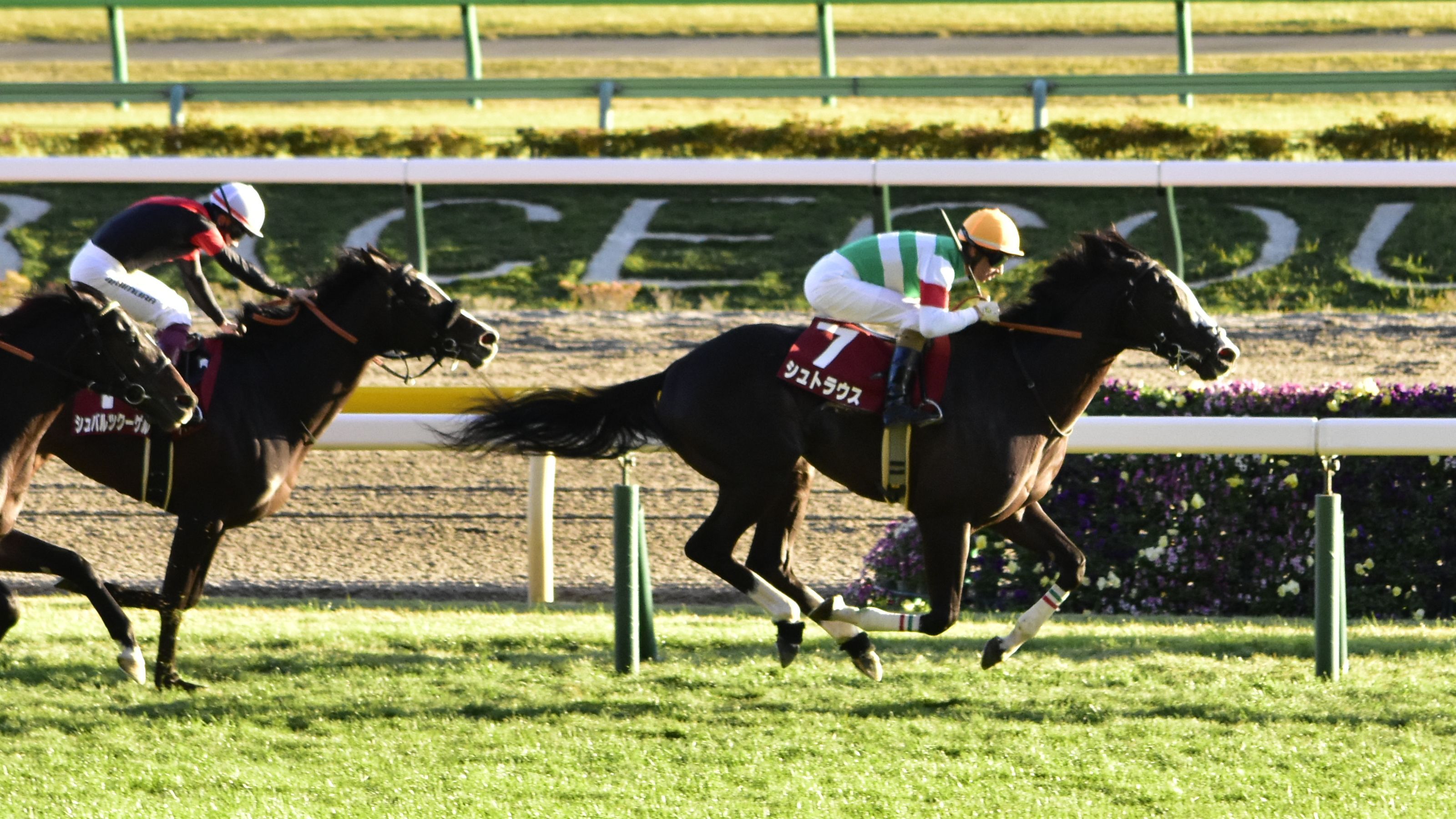 The image shows two jockeys on horses racing down a track, wearing helmets and surrounded by lush...
