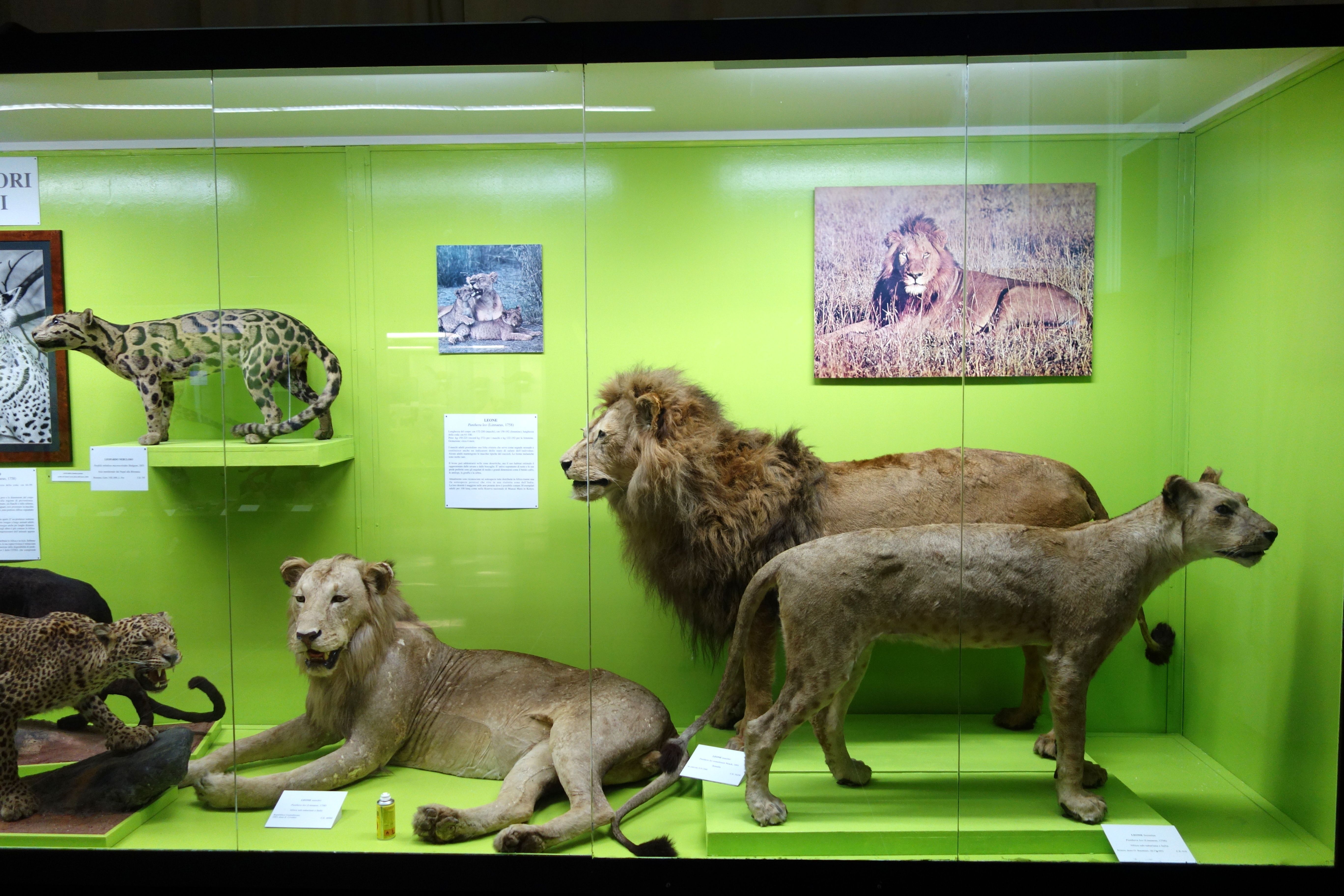 The image shows a display case filled with a variety of stuffed animals, including a lion, leopard,...