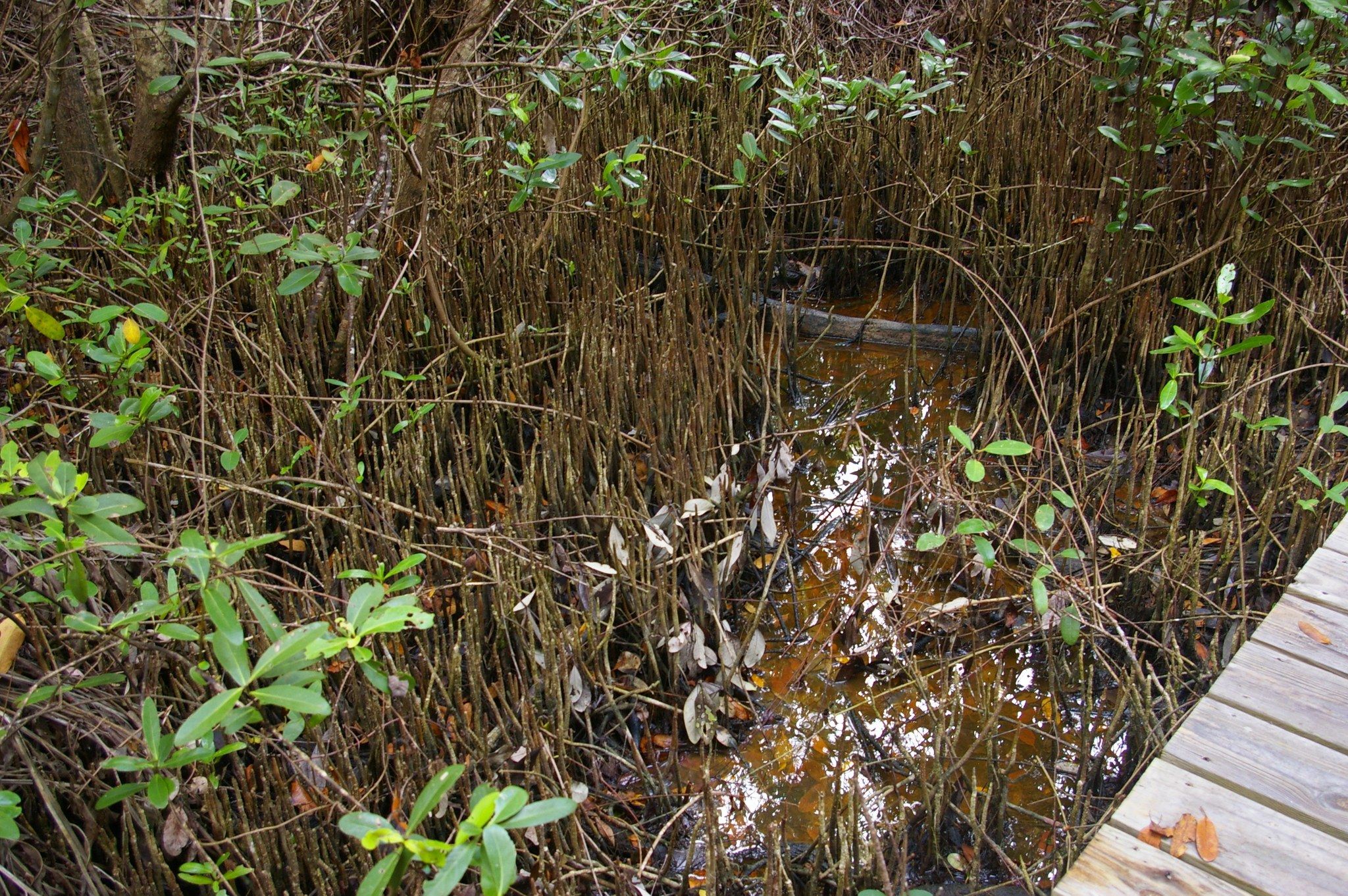 The image shows a wooden boardwalk winding through a mangrove forest, with the water lapping...