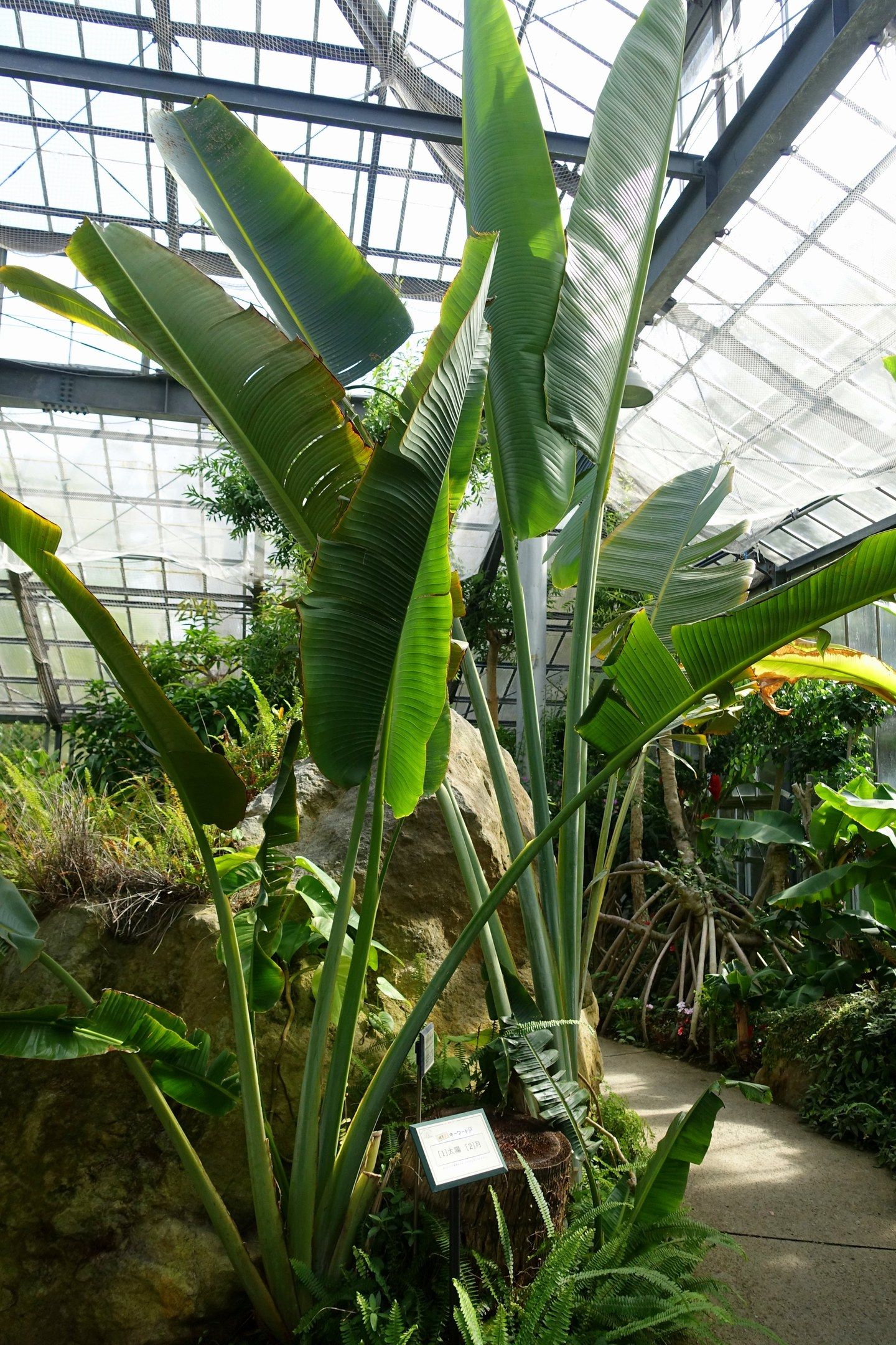 The image shows a large banana tree in the middle of a greenhouse surrounded by lush green plants,...