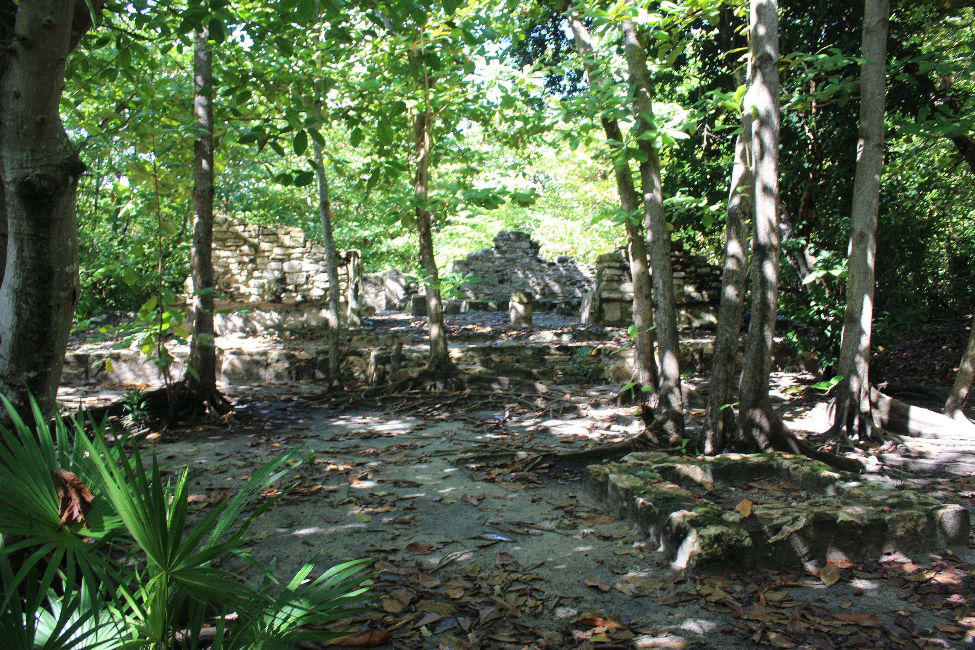 The image shows the ruins of the Mayan city of Tikalpa, Guatemala, with trees and plants in the...