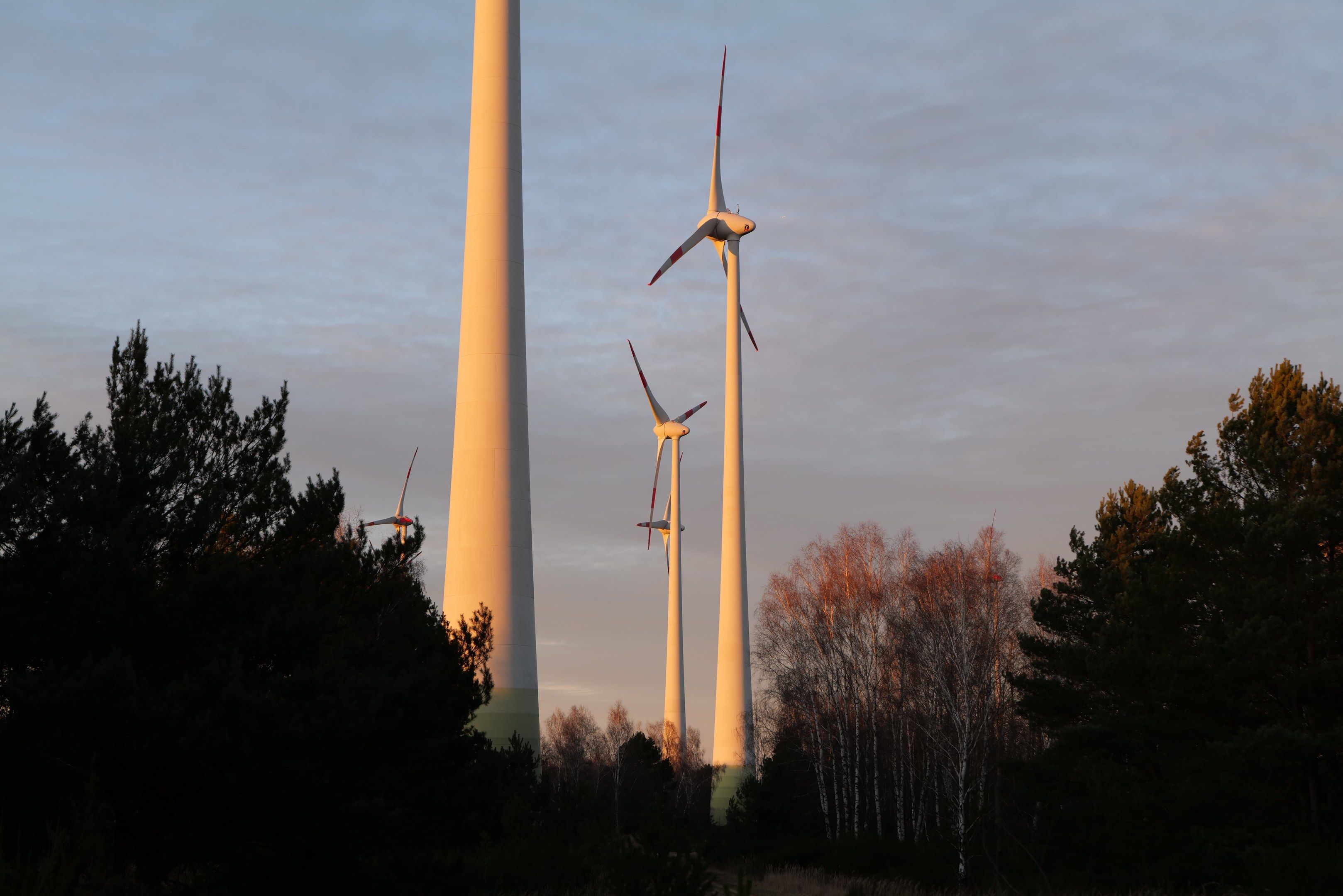 The image shows a group of wind turbines in a field at sunset, with trees in the foreground and a...