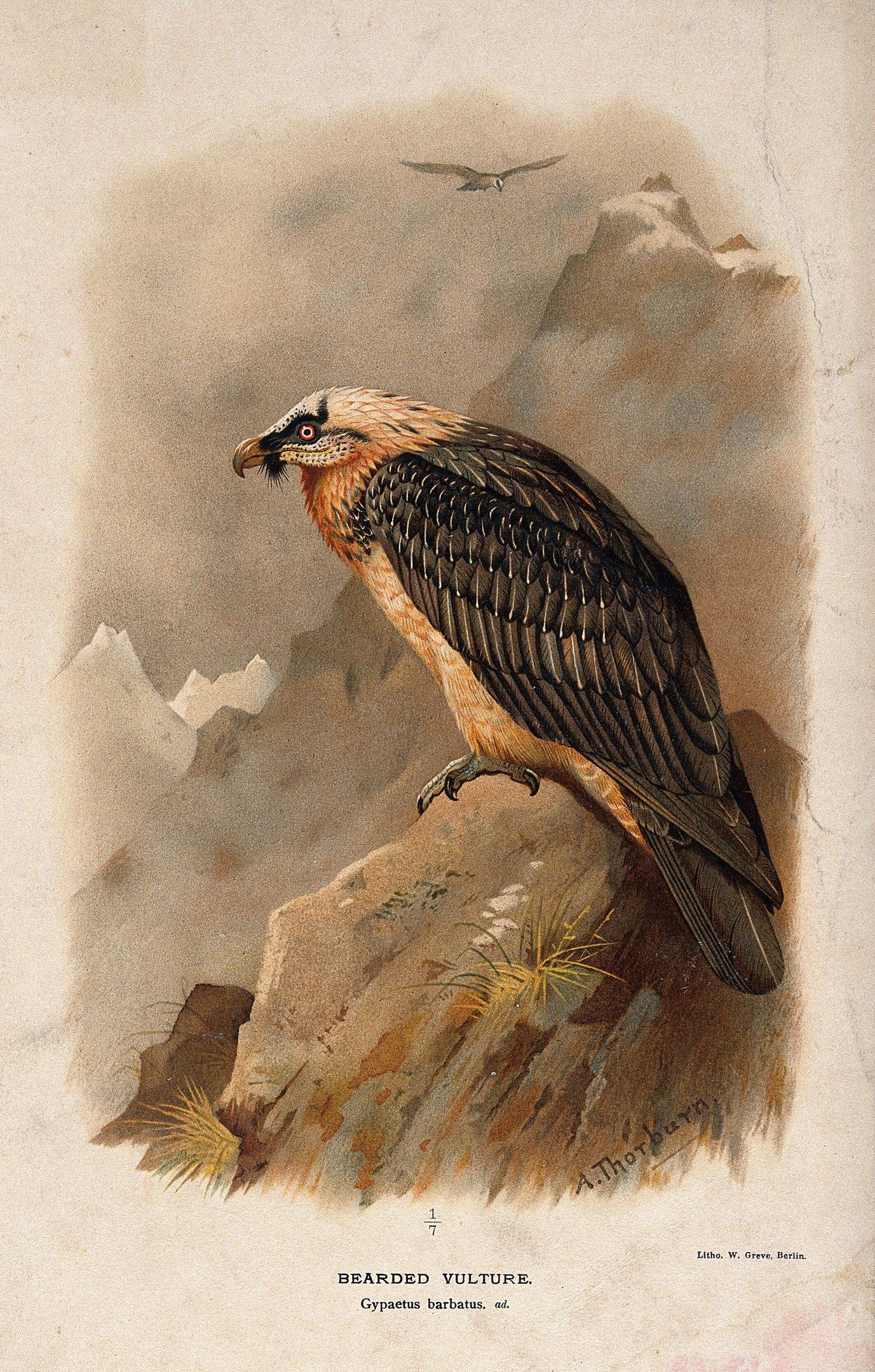 The image shows a bearded vulture perched atop a rock, with another bird in the background and...