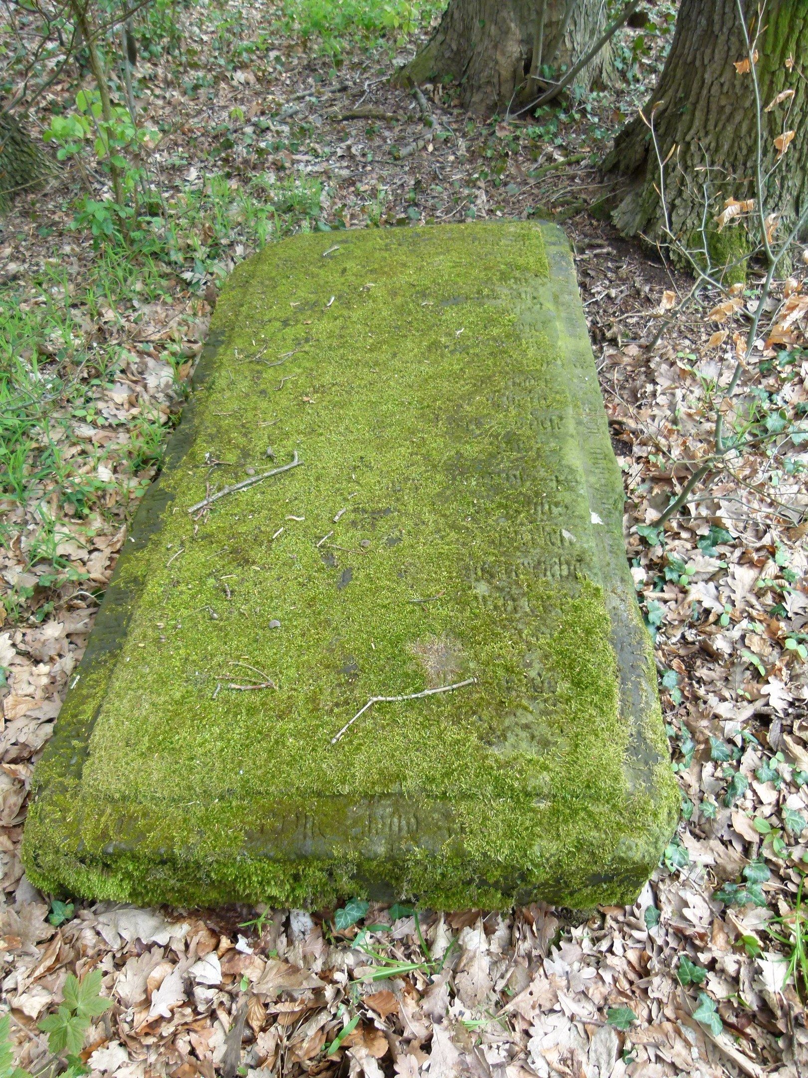 The image shows a stone bench covered in moss in the woods, surrounded by trees, plants, and dried...