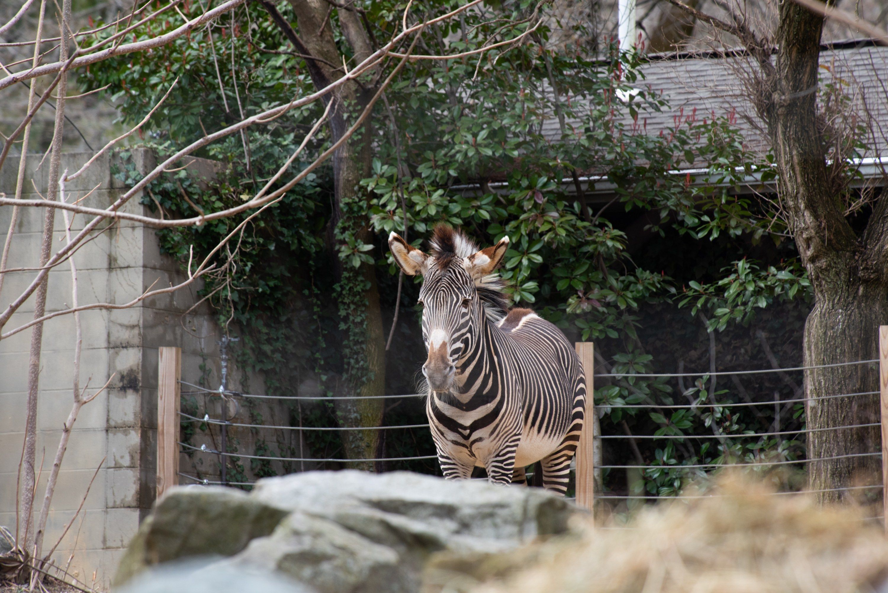 The image shows a zebra standing on top of a rock next to a fence, surrounded by trees, plants, and...