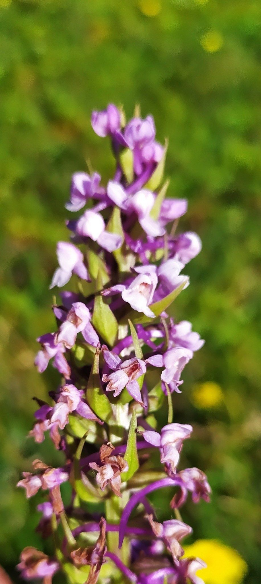 The image shows a close up of a fragrant orchid in the middle of a field, with its delicate petals...