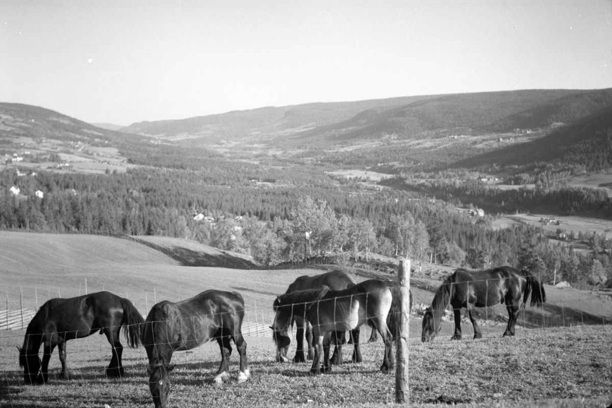 The image shows a herd of horses grazing on top of a lush green field, surrounded by a fence with...
