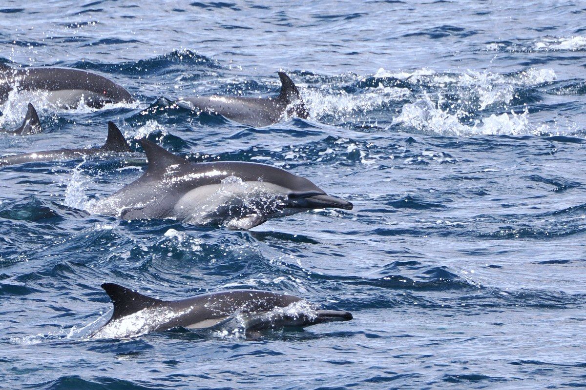 The image shows a group of dolphins swimming in the ocean, with the sun glistening off the water's...