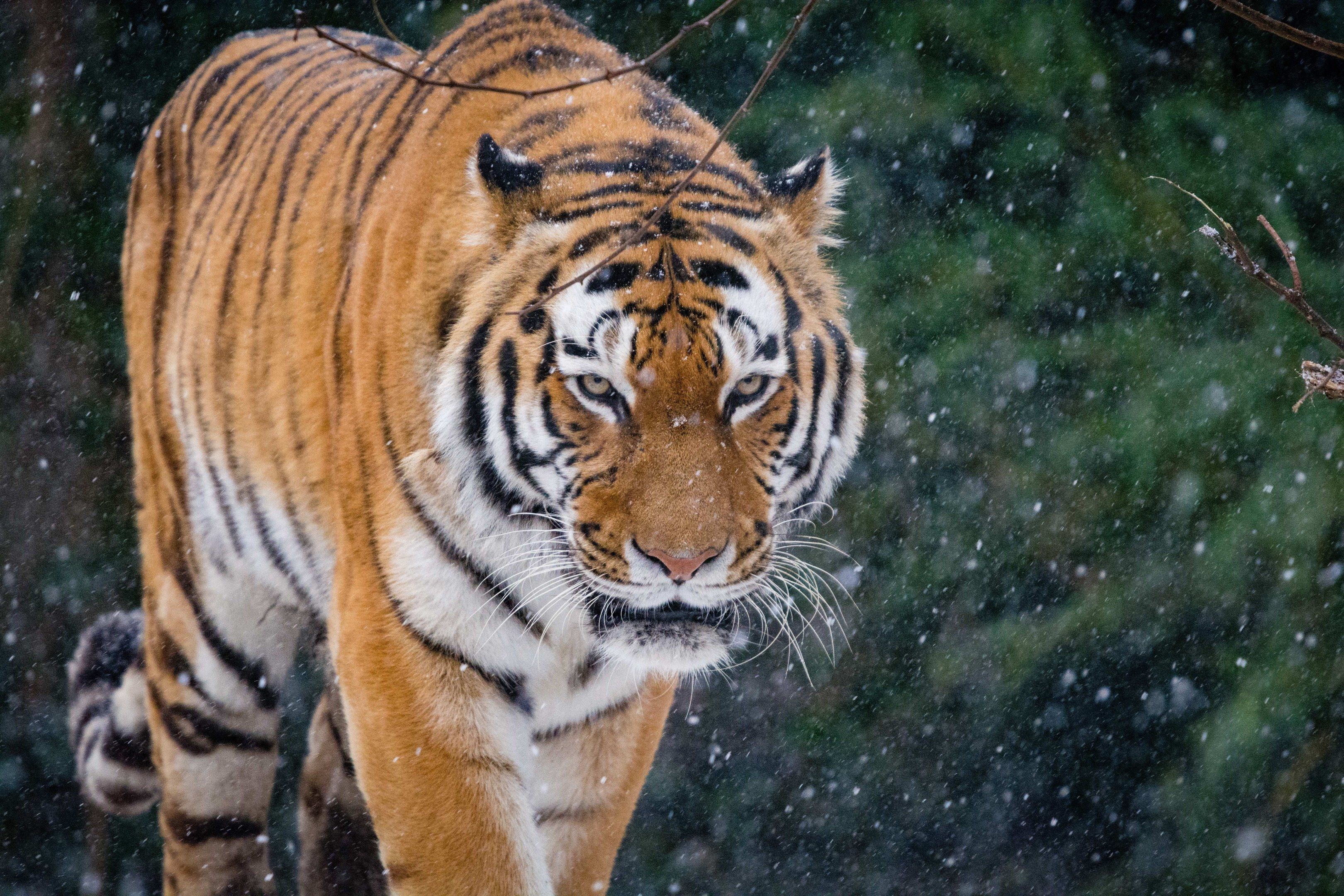 The image shows a tiger walking through the snow in the woods, surrounded by trees in the...