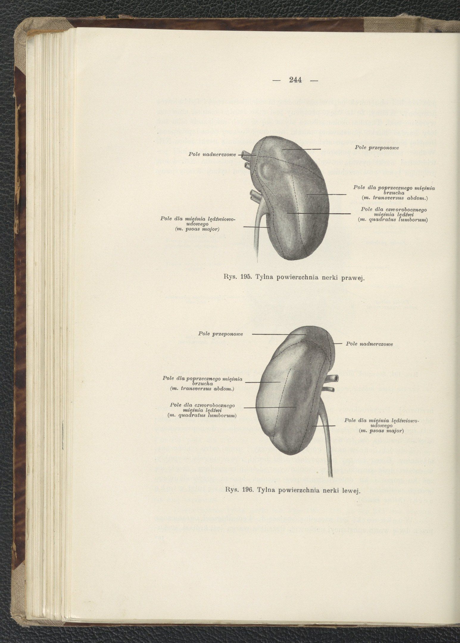 The image shows an open book with a drawing of a kidney on it. The book is placed on a flat surface...