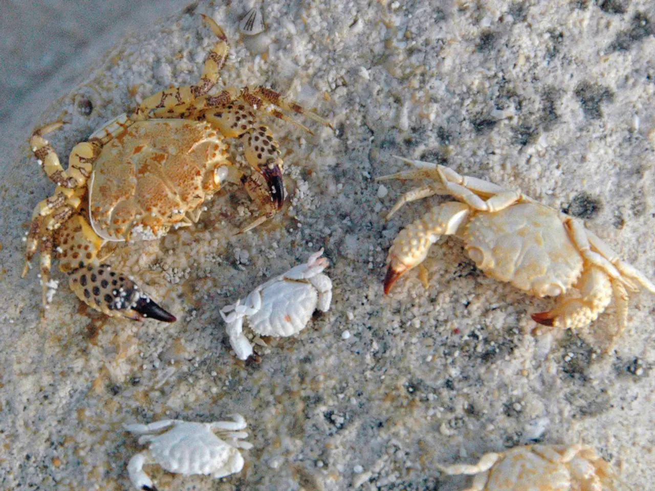 Lawsuit Filed Against The Venetian Las Vegas Following an Alleged Scorpion Sting Incident