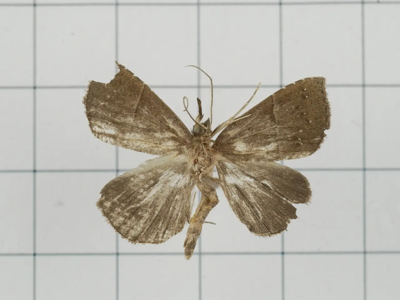 "Handling a wasp nest can pose a threat": Rental advisor elaborates on strategies to manage wasp...