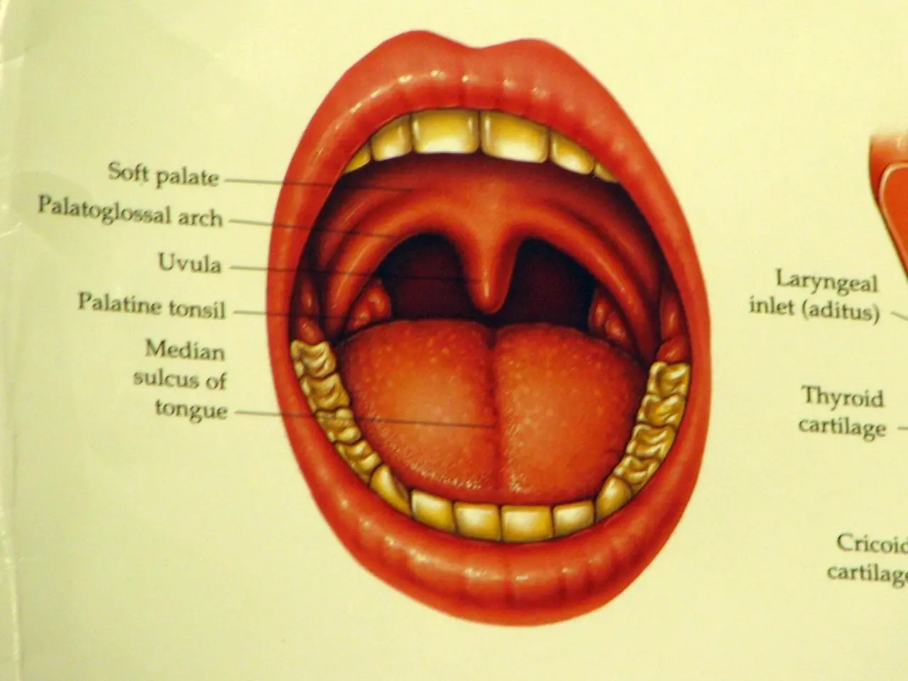 "Exploring Our Fascination with Mouths: A London Exhibition Delves into Oral Obsessions, Ranging...