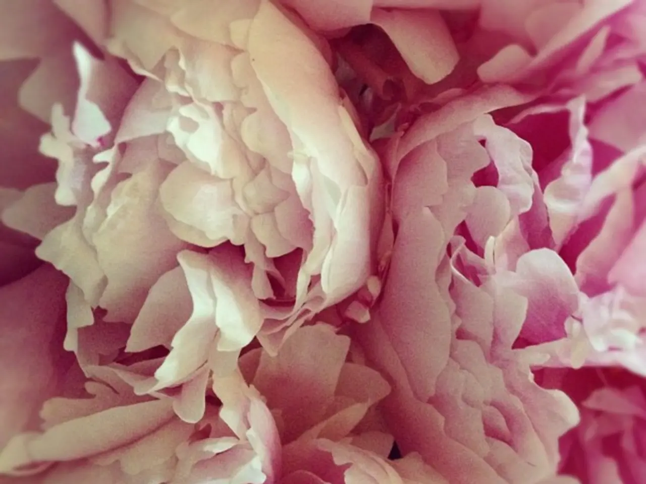 Taylor Swift's cottagecore engagement and its 4 romantic flowers continue to captivate my thoughts