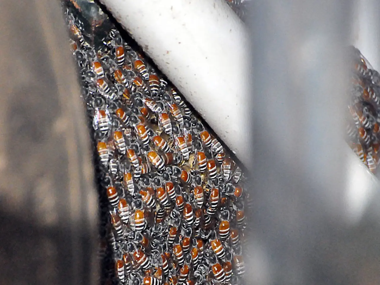 Advantages of Manuka Honey