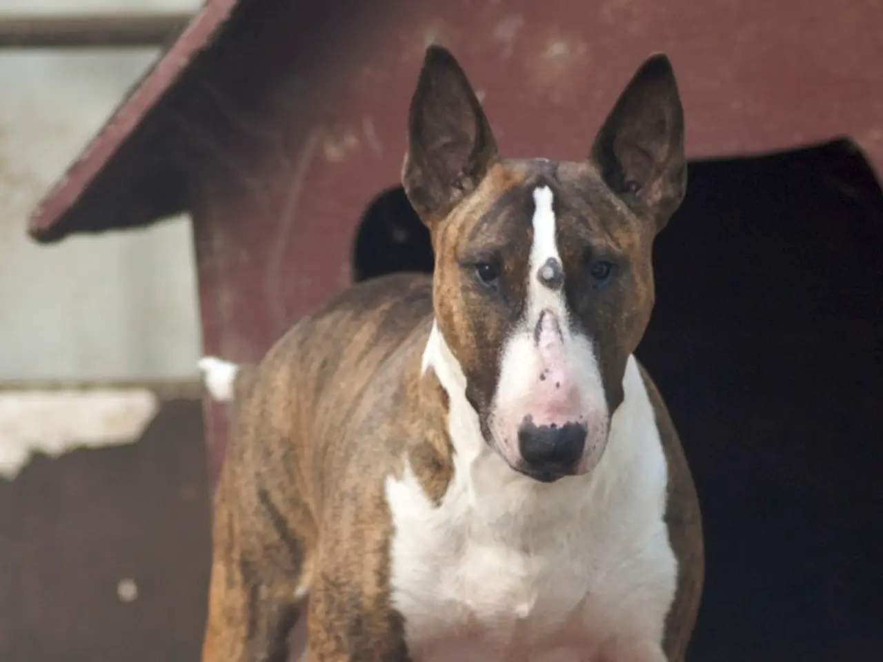 Home Invasion: Unlawful Entry into a Private Residence in Rhede