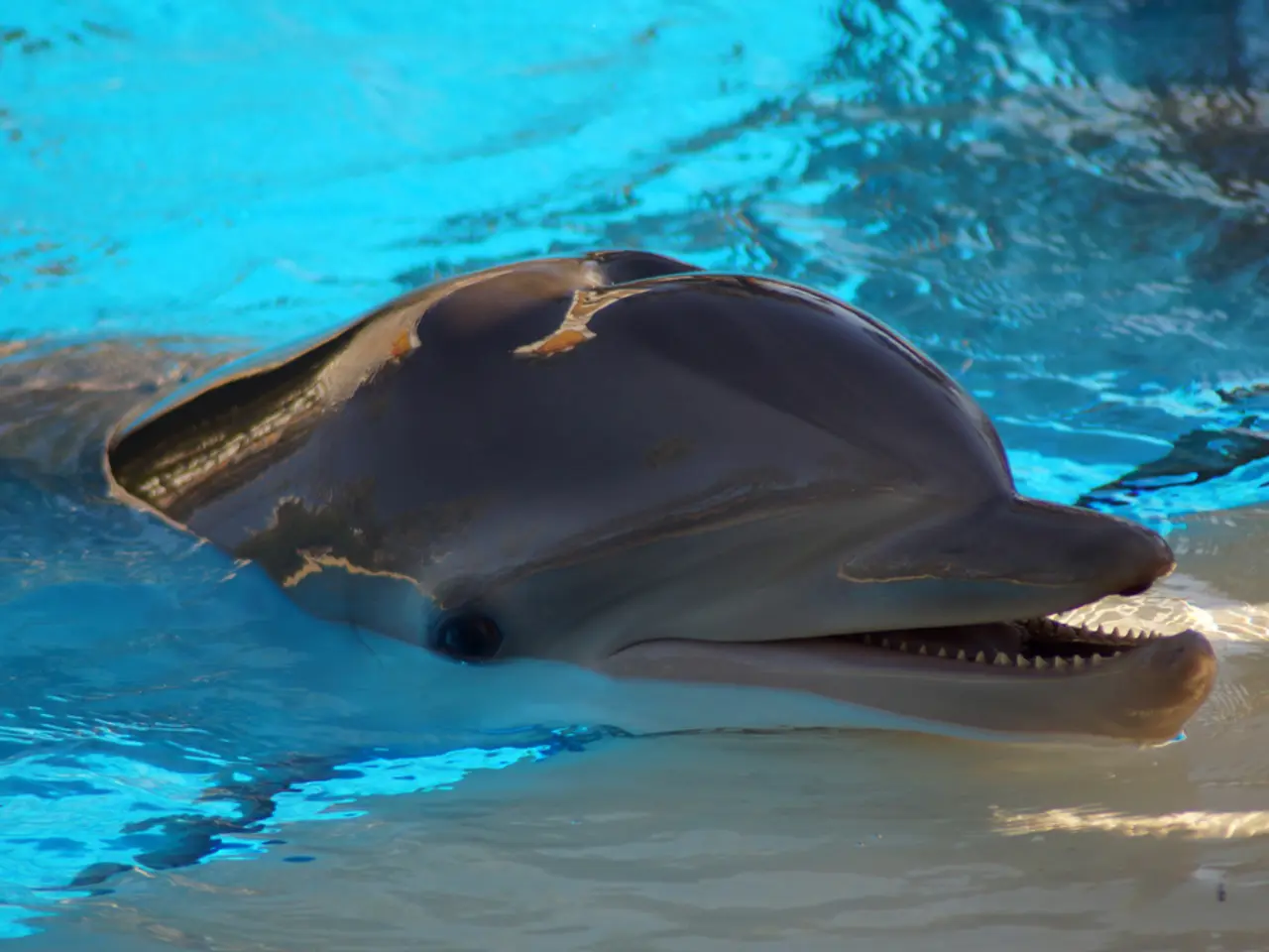 Last chance to experience the Dolphin Discovery Trail this weekend! Don't miss out!