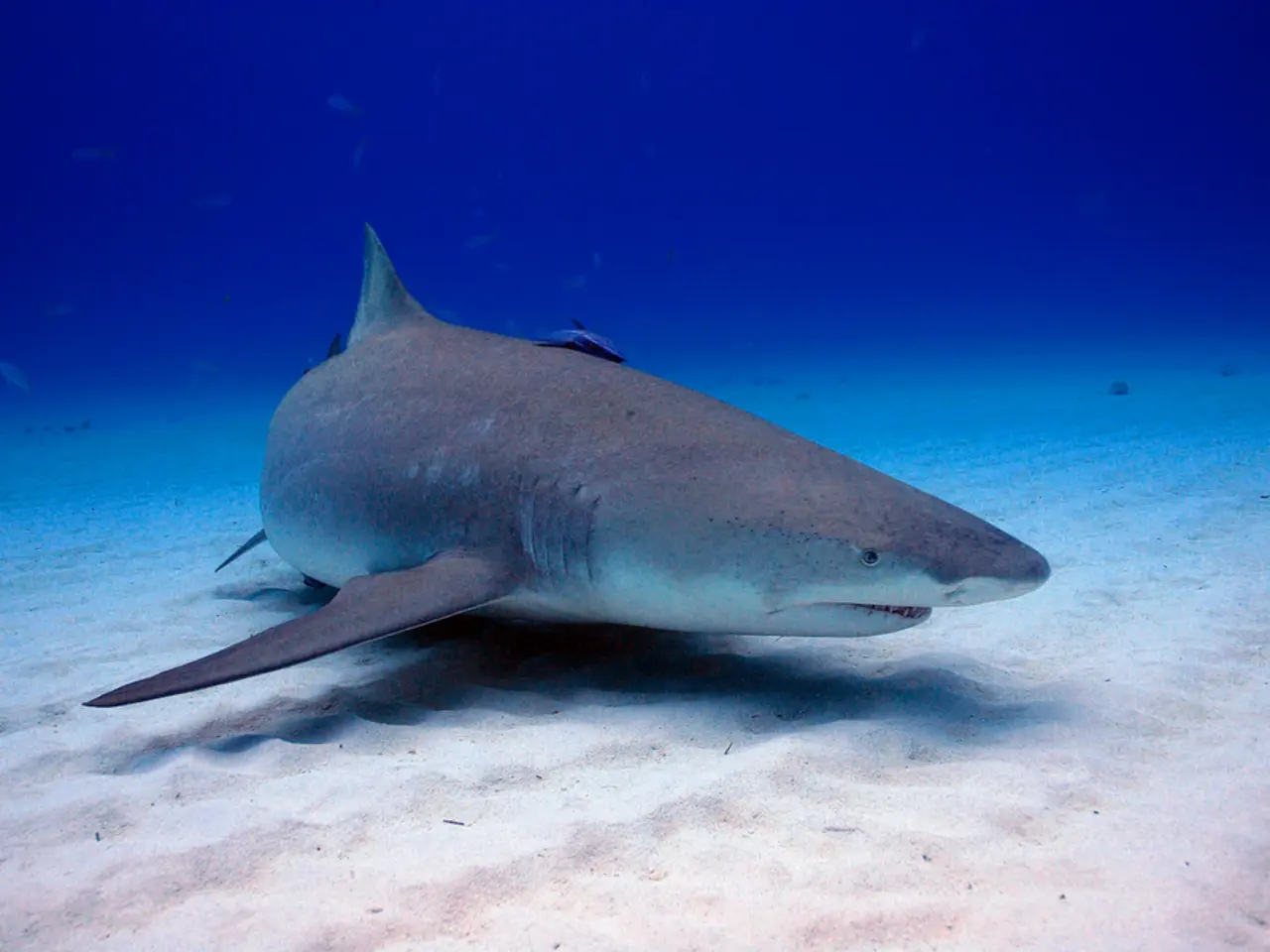 Encountering the Entity: Flippertron