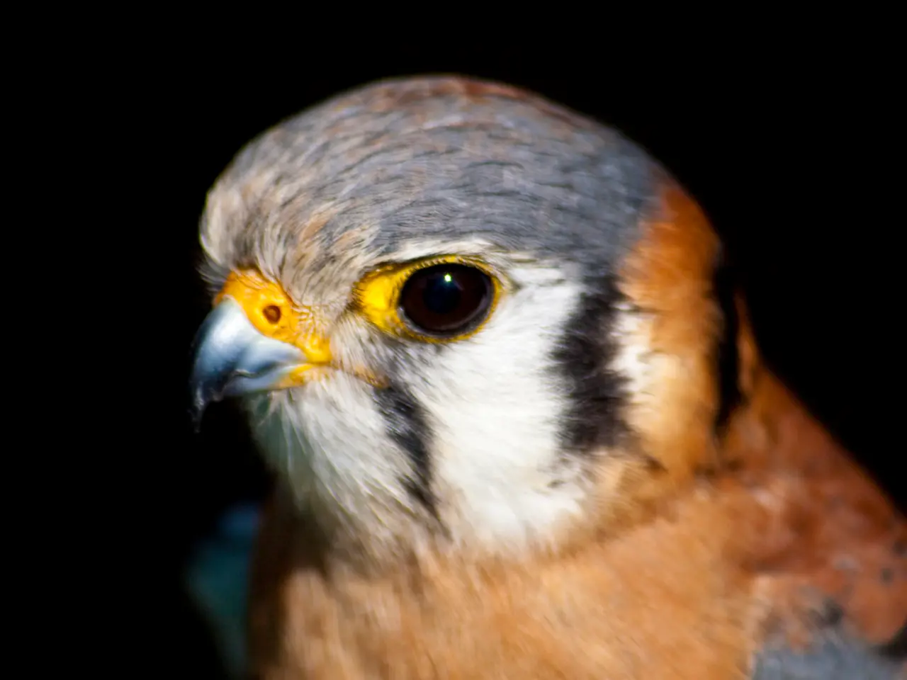 Perfect equipment for capturing wildlife in action