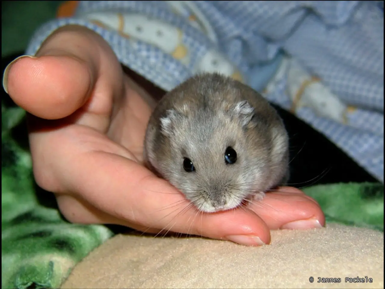 Perception in Mice: Understanding Their Visual World