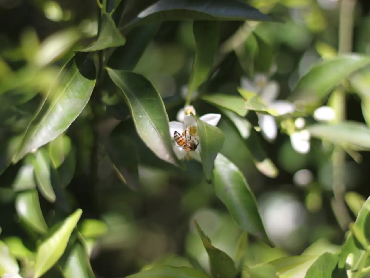 "Exploration of the Bee Keeper Slot Game"