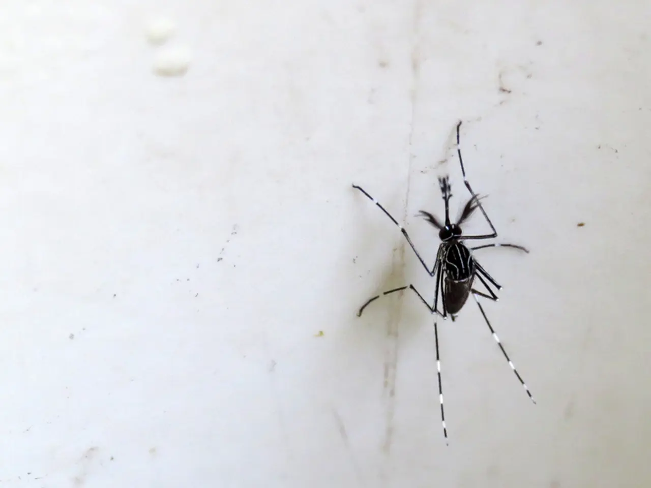 Opt for the Most Effective Mosquito Nets to Ward Off Disease-Carrying Mosquitoes