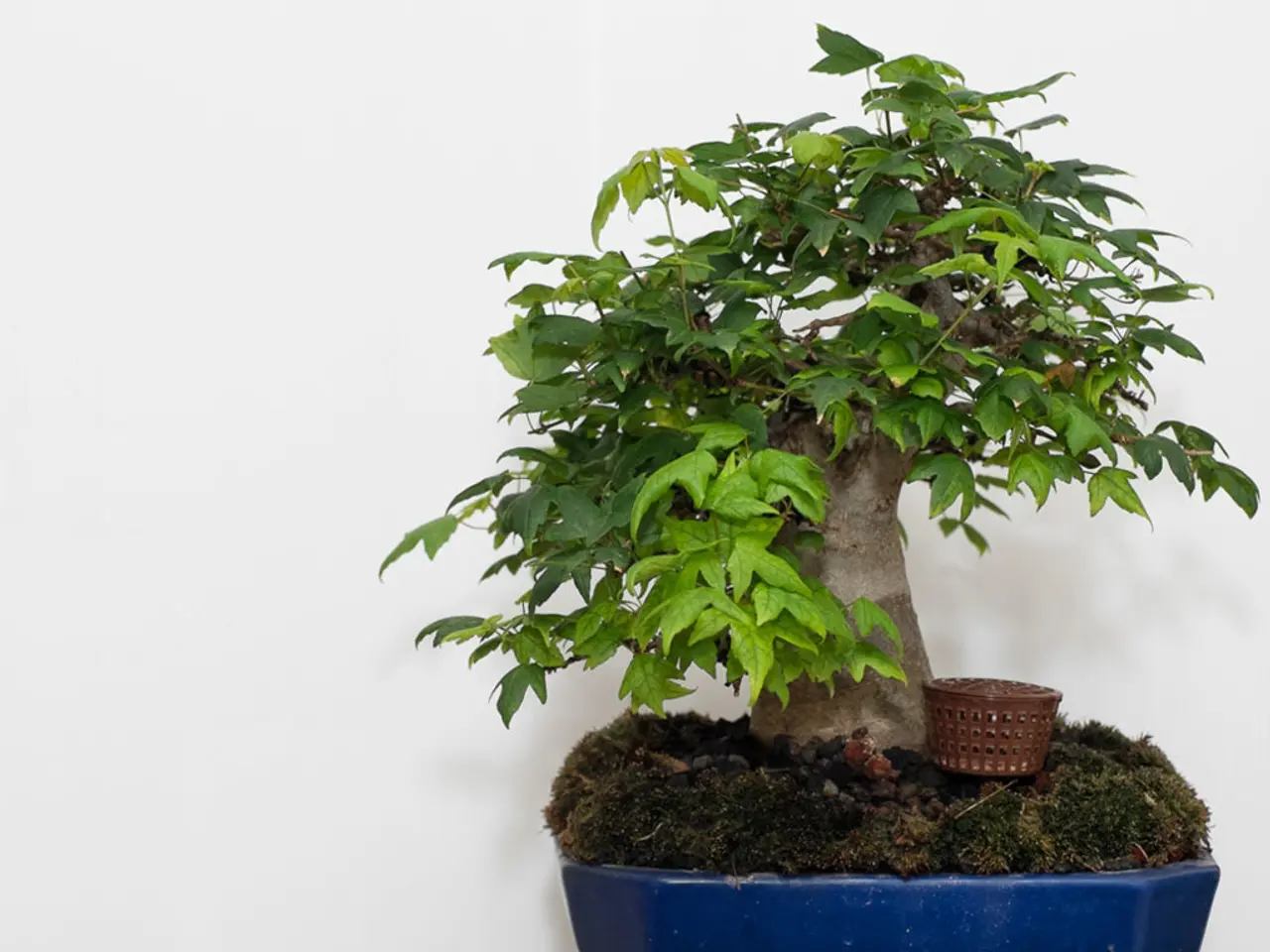 Ornamental Bonsai Containers: Elevating Exhibition With Aesthetic Appeal