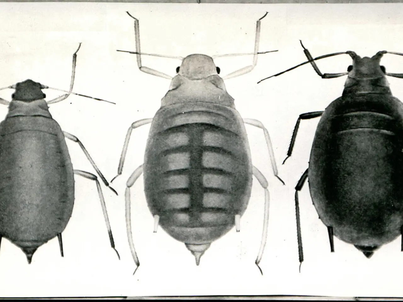 Cockfighting prohibited in Colombia as court modifies bullfighting legislation