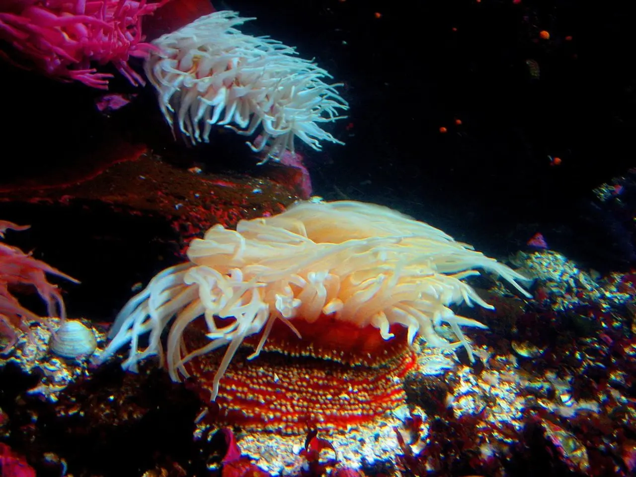 Florida coral immune response genes identified as key players in resisting a fast-spreading disease