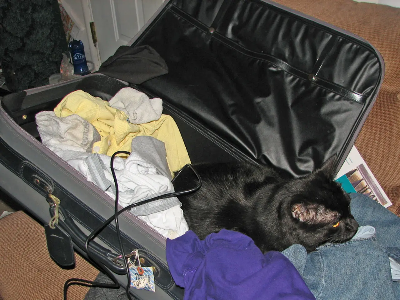 A suitcase is kept on this couch. In this suitcase there are clothes, cat and cable. Backside of...