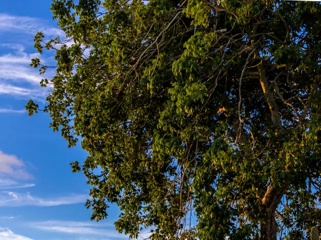 Simon triumphantly announces his election win in a recorded video message.