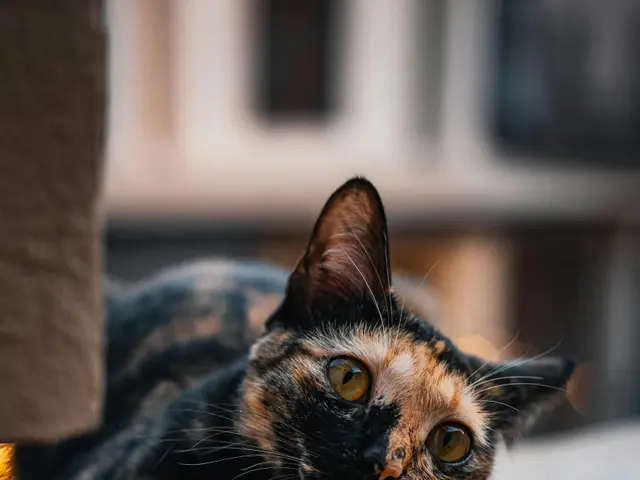 Globally, gambling activities persist unabated, present in virtually every nation, regardless of...