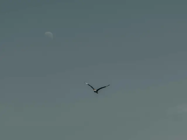 Learn the process of downloading PokerDangal, entering tournaments and cash games, ensuring safe...