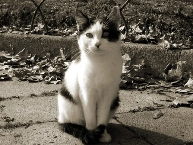 Prepare to plunge into the peak "Double Heat" competition series, contend for the opportunity to...