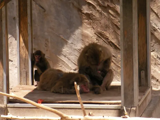 Nuremberg Zoo plans baboon euthanasia.