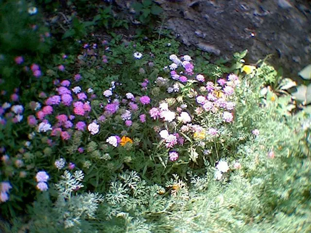 Discussing The Flower Podcast: Scott Shepherd's Advocacy for the Floral Community