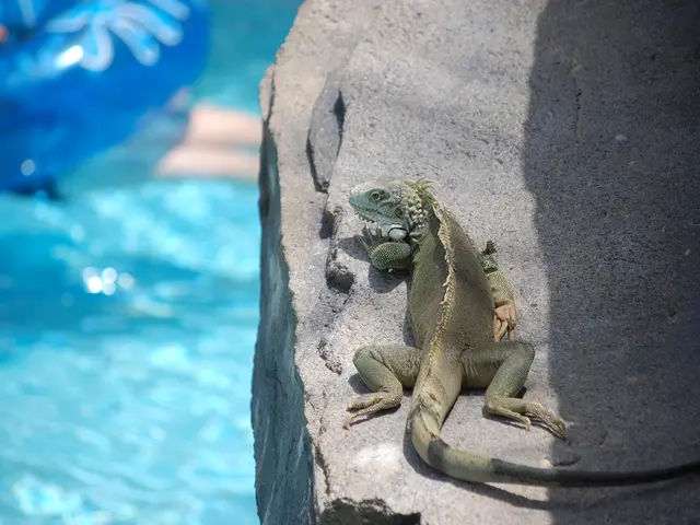 Encountering an Aggressive Wild Iguana Craving Your Treats: Reasons to Avoid Provocation
