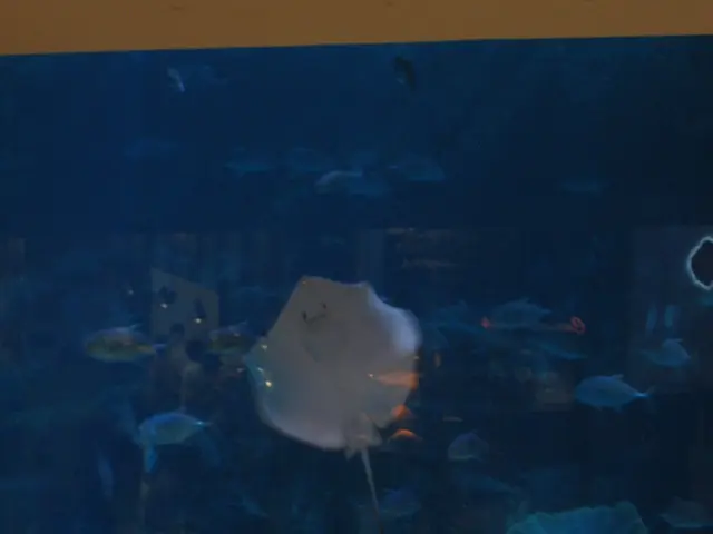 Stocking a Mini Aquarium: A Guide to Setting Up a Compact Aquatic Haven - Pico Paradise Edition