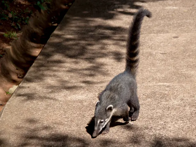 Understanding Takayasu Disease: An Overview