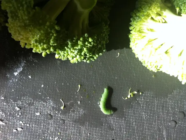 Toxic Broccoli Sandwich Claims Anothere's Life: Police Probe Baffling Incident