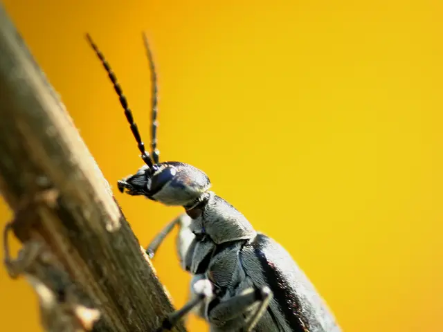 Maritime industry safeguarding exports bound for Australia