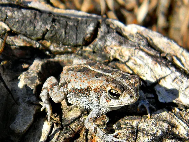Cryptid dubbed "Loveland Frogman" retains its mystery under various monikers