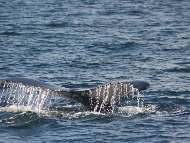 Large amounts of Chainlink (LINK) tokens, valued at approximately $31 million, are being amassed by...