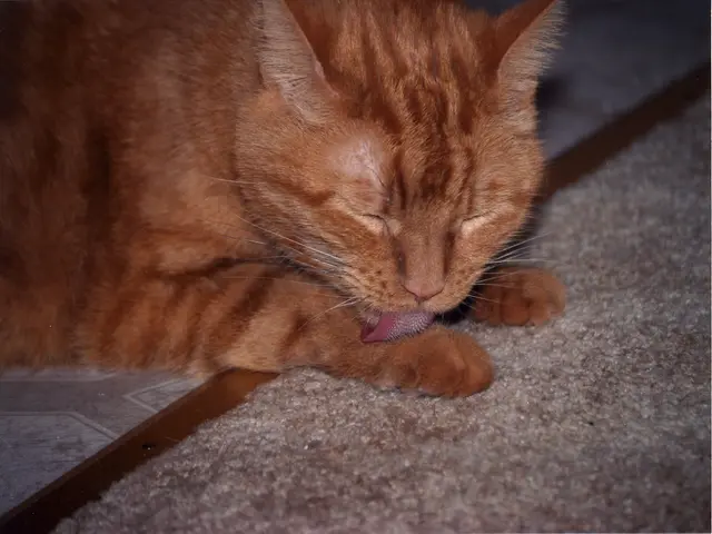 Understanding a feline's perspective: A glimpse into a cat's sensory world