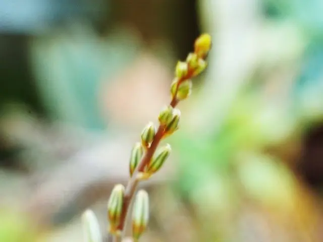 Aggressive Yet Attractive Begonia: The Spiky Plant That Hides Its Soft Nature